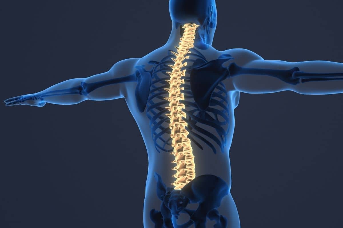 3D medical illustration of human spinal column showing vertebrae alignment for spinal surgery reference and education.